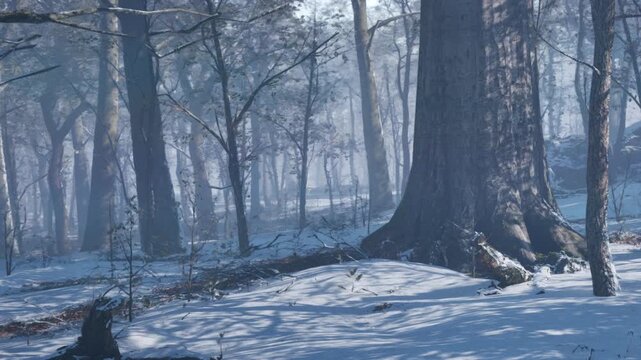 In a forest during winter, snow covers the ground and branches. Tall trees stand among the snow and provide shade. The scene shows a quiet, cold environment.