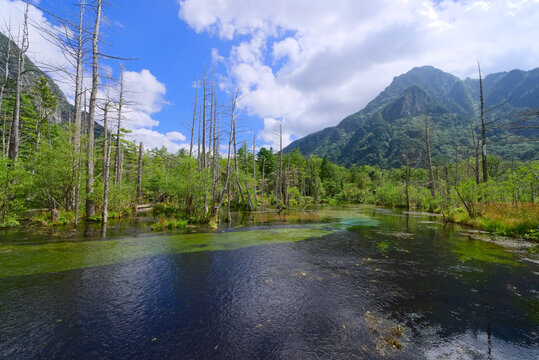 長野県の上高地、北側にある岳沢湿原