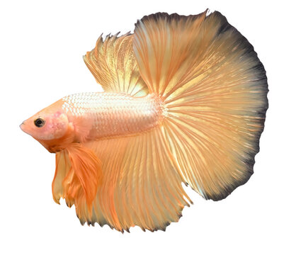 Ornamental betta fish with flowing golden fins isolated on transparency background