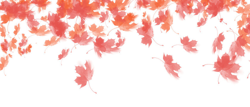 Autumn maple leaf frame PNG with dense foliage border, fall seasonal decoration for invitations, banners and backgrounds