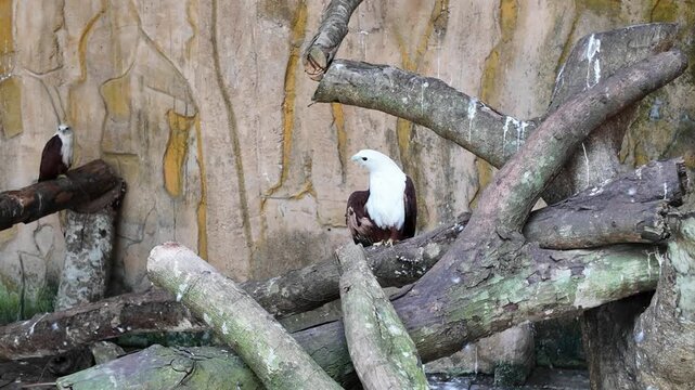 Two bald eagles rest among sturdy branches inside their enclosure, quietly observing their surroundings while their white heads and dark feathers stand out against the rustic habitat