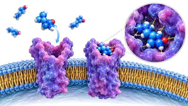 Drug Receptor Binding and Molecular Interaction
