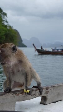 Crab-eating macaque eating banana on a boat in thailand