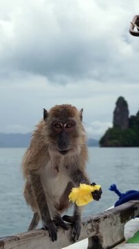 Wet macaque monkey eating pineapple on a boat