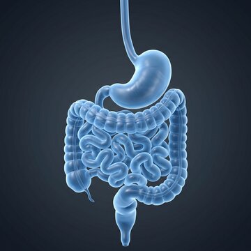 Human Digestive System Anatomy Isolated Medical Illustration