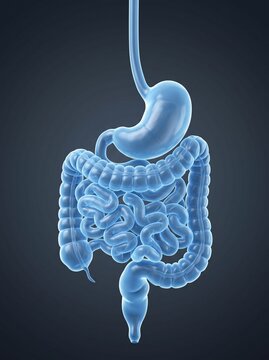 Human Digestive System Anatomy With Stomach and Intestines