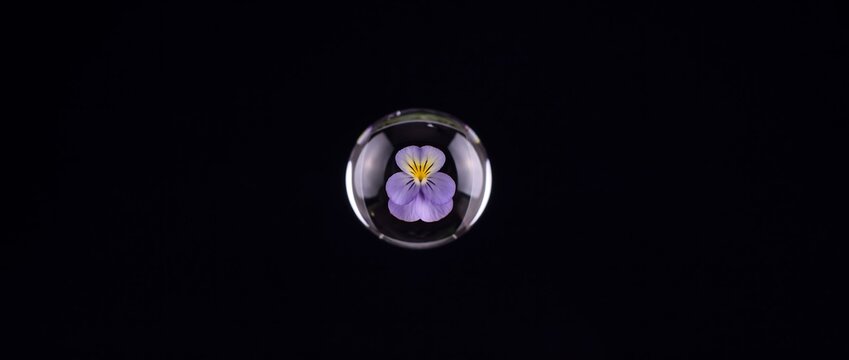 マクロが捉えた水滴に宿る花の姿