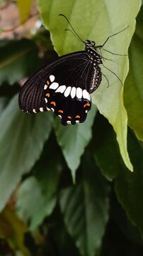 A close-up vertical video capturing the underwings of a male Common Mormon butterfly (Papilio polytes, Papilionidae) perched on a Mallotus philippensis leaf in a garden, shortly after newly eclosion.