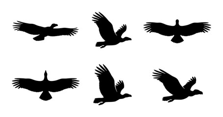 Fototapeta premium Bird Silhouettes, Flying Eagle Icons, Avian Vector Graphics, Wildlife Winged Creatures