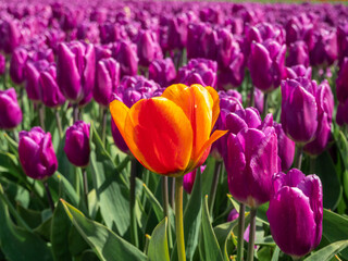 Obraz premium Close Up of Single Orange Tulip Standing Out in Vibrant Field of Purple Blooms