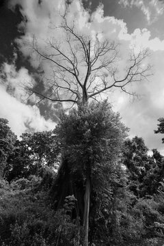 Native topical trees growing in small untouched area saved from deforestation. Tropical rainforest helping  too reduce soil erosion and creating habitat for native animals