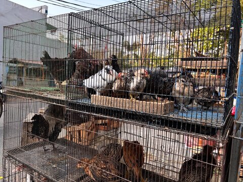 Young Chickens and Domestic Poultry Kept in Wire Cages at a Traditional Indonesian Market
