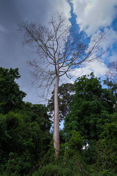 Native topical trees growing in small untouched area saved from deforestation. Tropical rainforest helping  too reduce soil erosion and creating habitat for native animals