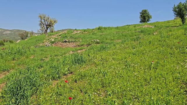 Sweeping hillside meadow dazzles with red and white wildflowers scattered beneath scattered trees, rolling gently under a brilliant spring sky.
📍 Daga Shekhan, Marivan, Kurdistan 