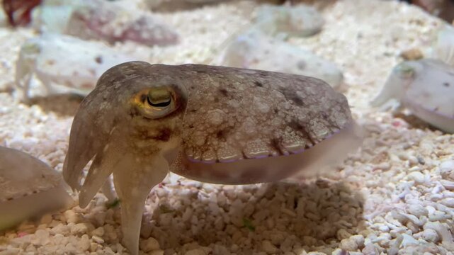Close up profile view of a cuttlefish swimming over sandy seabed in an aquarium, showcasing its unique eye structure, camouflaged skin texture, and intelligent marine life concept.