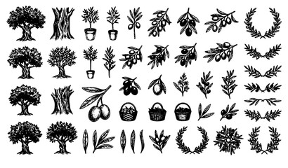 Fototapeta premium Olive Tree Branch Fruit Mediterranean Harvest Botanical Hand Drawn Vector Collection