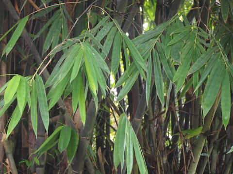  the green leaves and dark culms of a bamboo plant Gigantochloa apus or bamboo apus, native plants of Java, Indonesia.