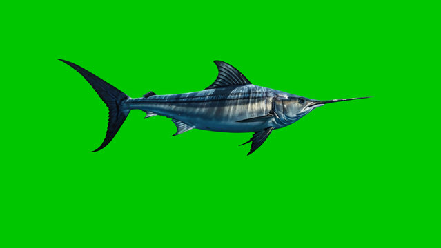 Sailfish Speed Through The Open Ocean