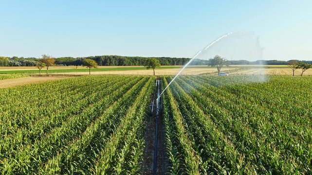 Water sprays over rows of growing corn in a field during the afternoon. A car can be seen parked in the background. Trees line the edge of the field, showing a rural landscape.