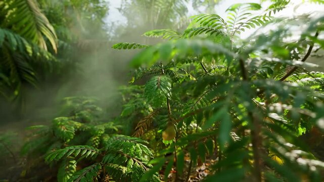 Lush green fern fronds glowing with morning mist in dense forest canopy