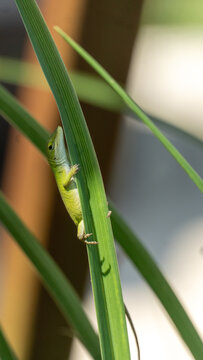 Peeping Gecko