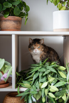 Calico cat sits comfortably inside apartment plant shelf surrounded by pilea, hoya and trailing houseplants, showing pet-friendly home where feline companion freely shares cozy indoor garden.