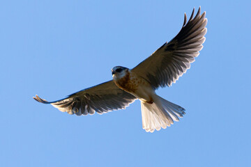 Obraz premium Close view of a juvenile white-tailed kite flying, seen in the wild in North California 