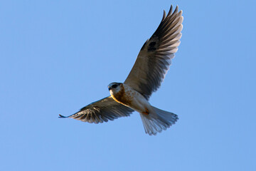 Fototapeta premium Close view of a juvenile white-tailed kite flying, seen in the wild in North California 