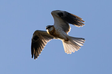 Obraz premium Close view of a juvenile white-tailed kite flying, seen in the wild in North California 