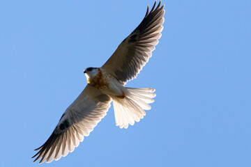 Fototapeta premium Close view of a juvenile white-tailed kite flying, seen in the wild in North California 