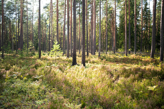 Tall pine trunks rise above colorful heather, ferns, moss and low vegetation during early autumn. Soft sunlight illuminates forest filled with first signs of fall season. Beauty of nature. 