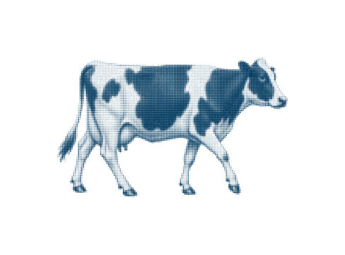 Illustration of a black and white dairy cow walking.