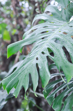 Monstera, Hurricane plant or Swiss cheese plant and rain droplet or dew drop on the leaf