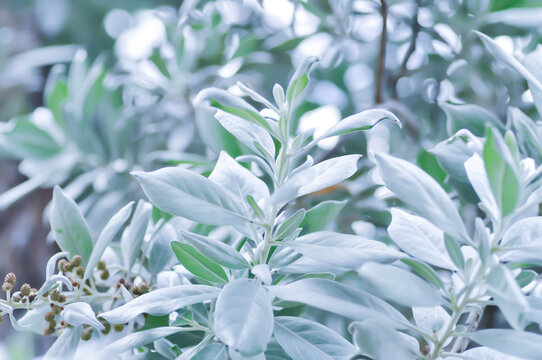 Silver Leaved Buttonwood or Conocarpus erectus var sericeus Fors ex DC or Combretaceae or silver leaf