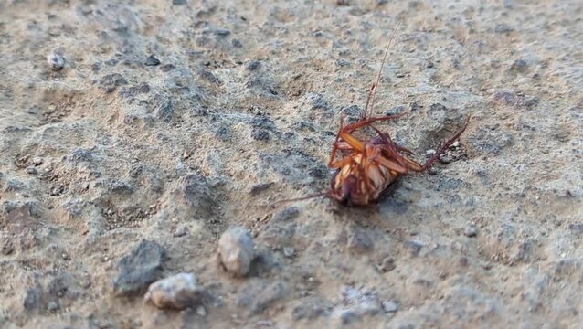 A close-up photo of a dying cockroach lying on its back on a rough concrete surface.