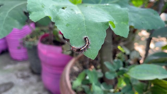 Fuzzy caterpillar crawls along a green leaf in an outdoor garden with natural daylight