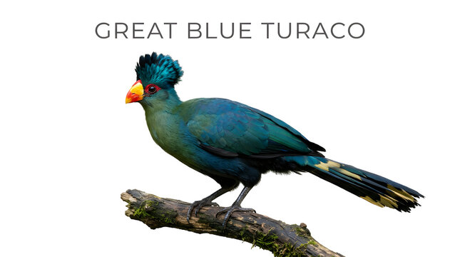 Great Blue Turaco perched on a branch. Its vibrant blue and green plumage, along with a striking crest and orange beak, make it a visually captivating bird.