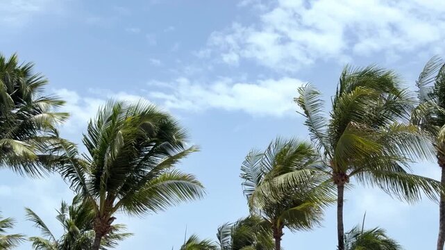 Palm trees swaying in a strong wind against a blue sky