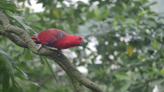 Female Eclectus Parrot Perched on a Tree Branch