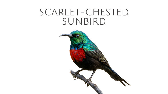 A scarlet-chested sunbird perched on a branch, showcasing its vibrant plumage. This small bird features a metallic green head and throat, contrasted by a striking red chest and black underparts.