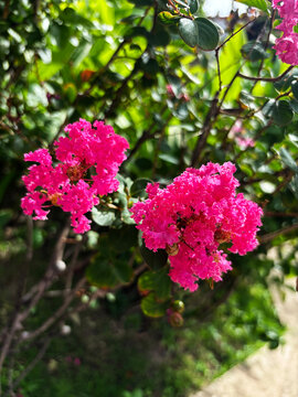 Vibrant pink crape myrtle flowers blooming brightly on a tree branch in bright sunlight