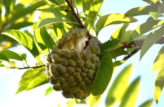 Pinha aberta