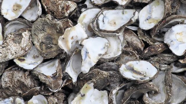 Pile of empty oyster shells swarming with flies featuring rough, grayish brown outer shells and smooth, pearly white inner surfaces.
