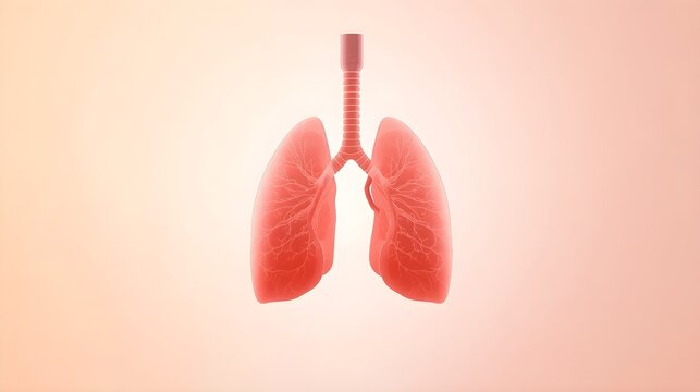 Human respiratory system lungs displaying inner bronchial tree and alveoli clusters glowing against plain white backdrop showing internal breathing organ anatomy structures