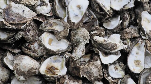 Pile of empty oyster shells swarming with flies featuring rough, grayish brown outer shells and smooth, pearly white inner surfaces.