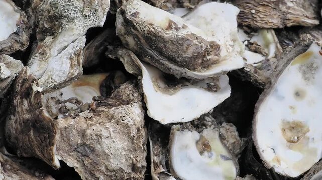 Pile of empty oyster shells swarming with flies featuring rough, grayish brown outer shells and smooth, pearly white inner surfaces.