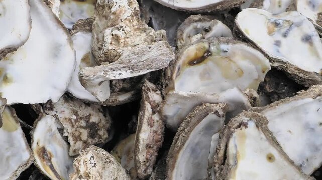 Pile of empty oyster shells swarming with flies featuring rough, grayish brown outer shells and smooth, pearly white inner surfaces.