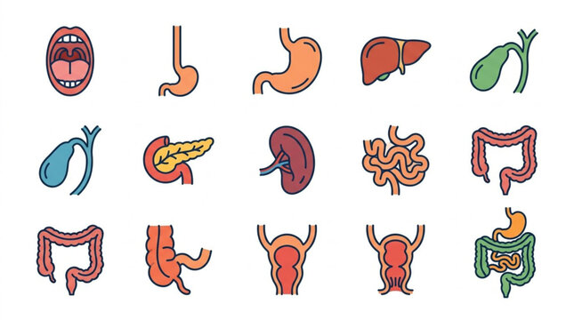 Colorful Illustrated Human Digestive System Organs.