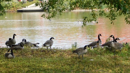 Flock of Canada geese resting on a grassy riverbank by the water in a park setting © GFX Footage 
