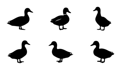 Obraz premium Six Black Duck Silhouettes, Simple Vector Icons, Wildlife Animal Graphics, Nature Elements